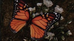 Мод для Skyrim — Улучшенные бабочки